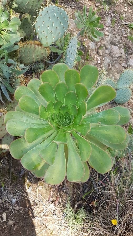 Aeonium 20