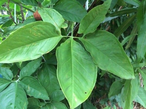 Syngonium 13