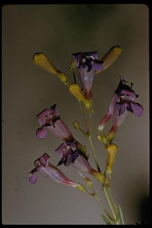 Penstemon 3