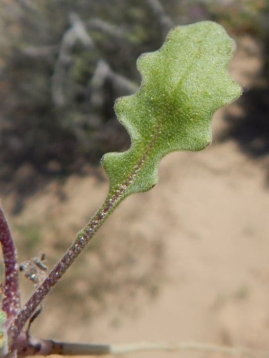 Dithyrea californica 17