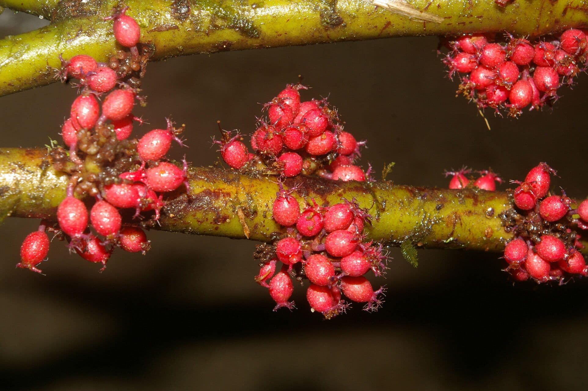 Miconia 7