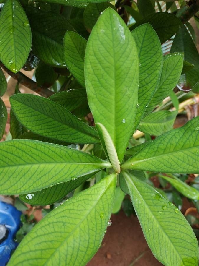 Himatanthus 9