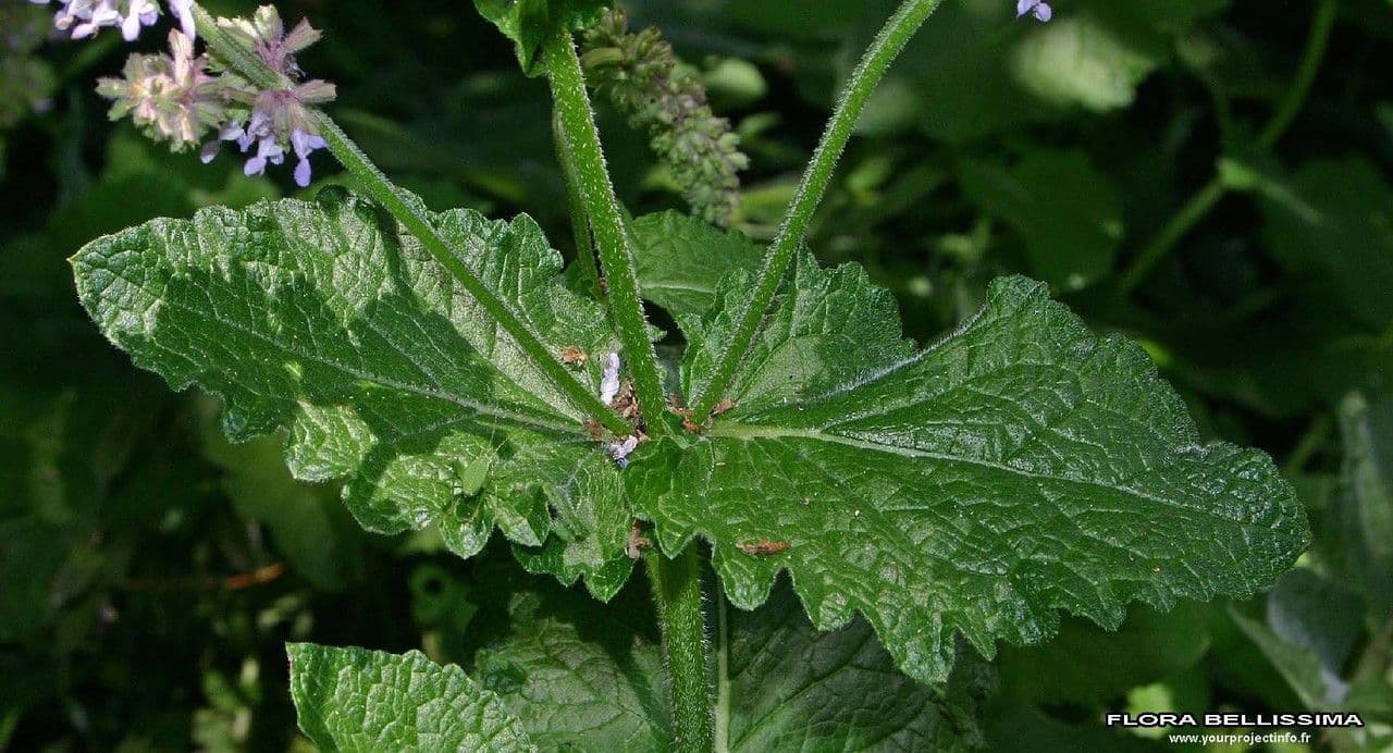 Salvia verticillata 21