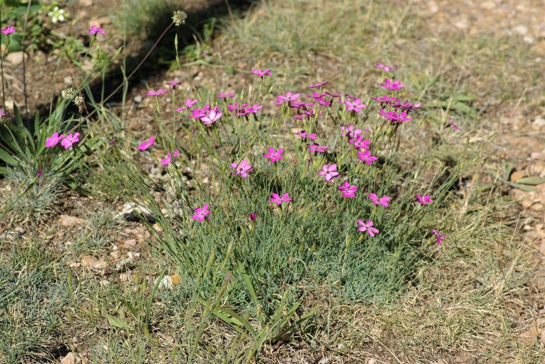Heide-Nelke 13