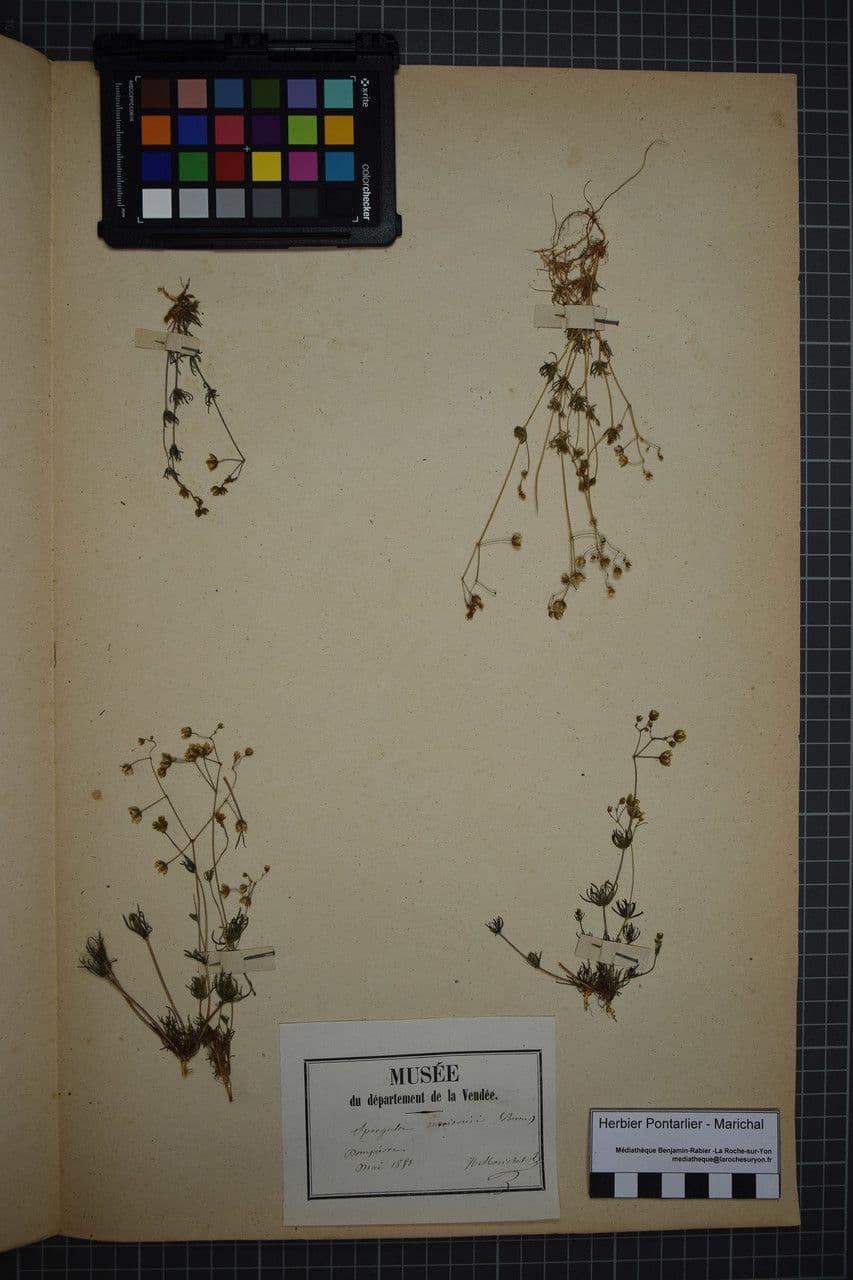 Frühlings-Spark 22