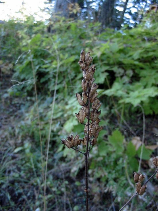 Actaea alta 2