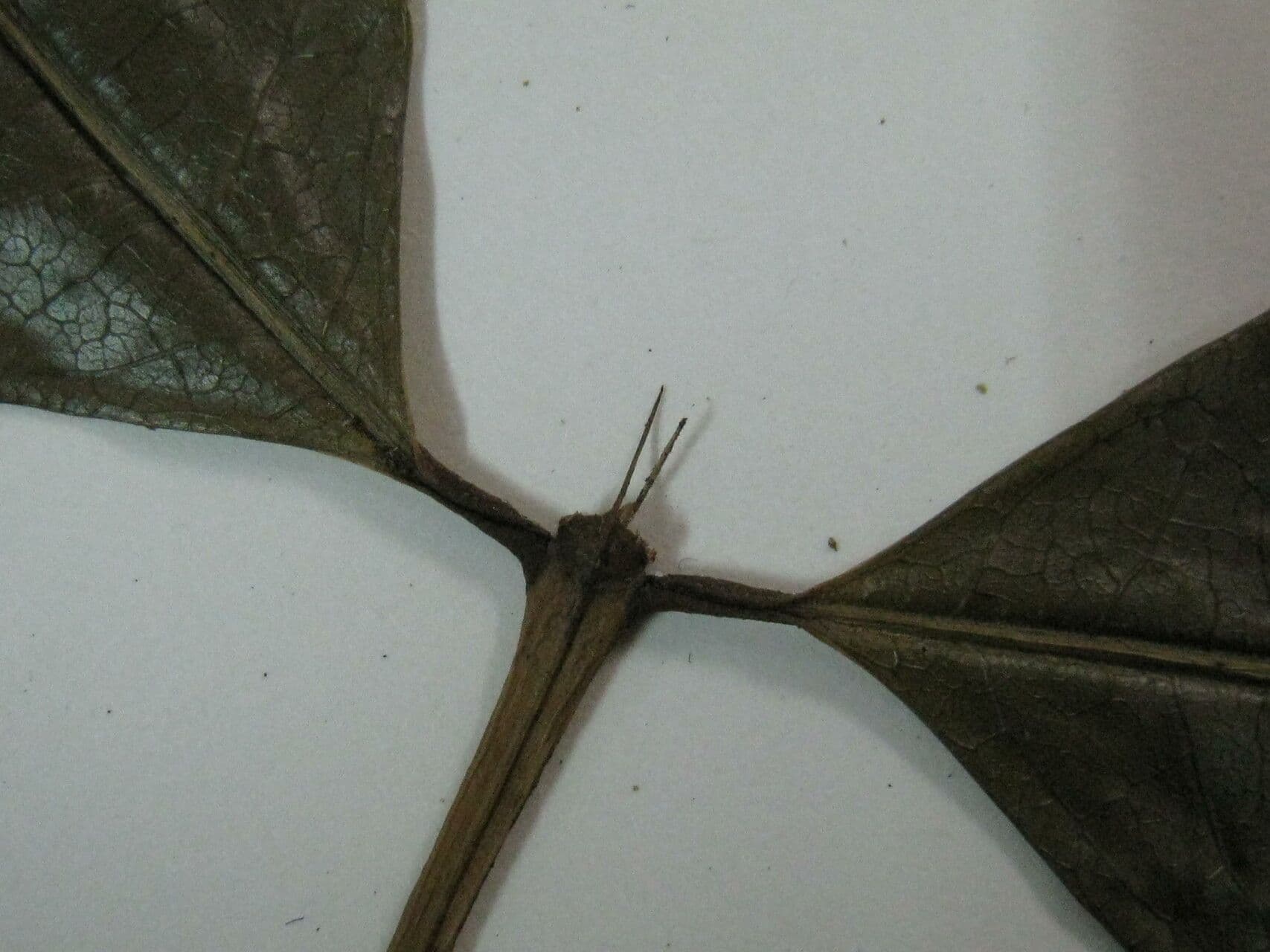 Faramea