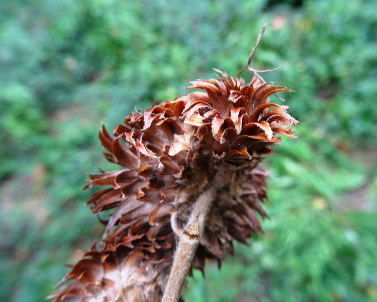 Quercia Daimyo 4