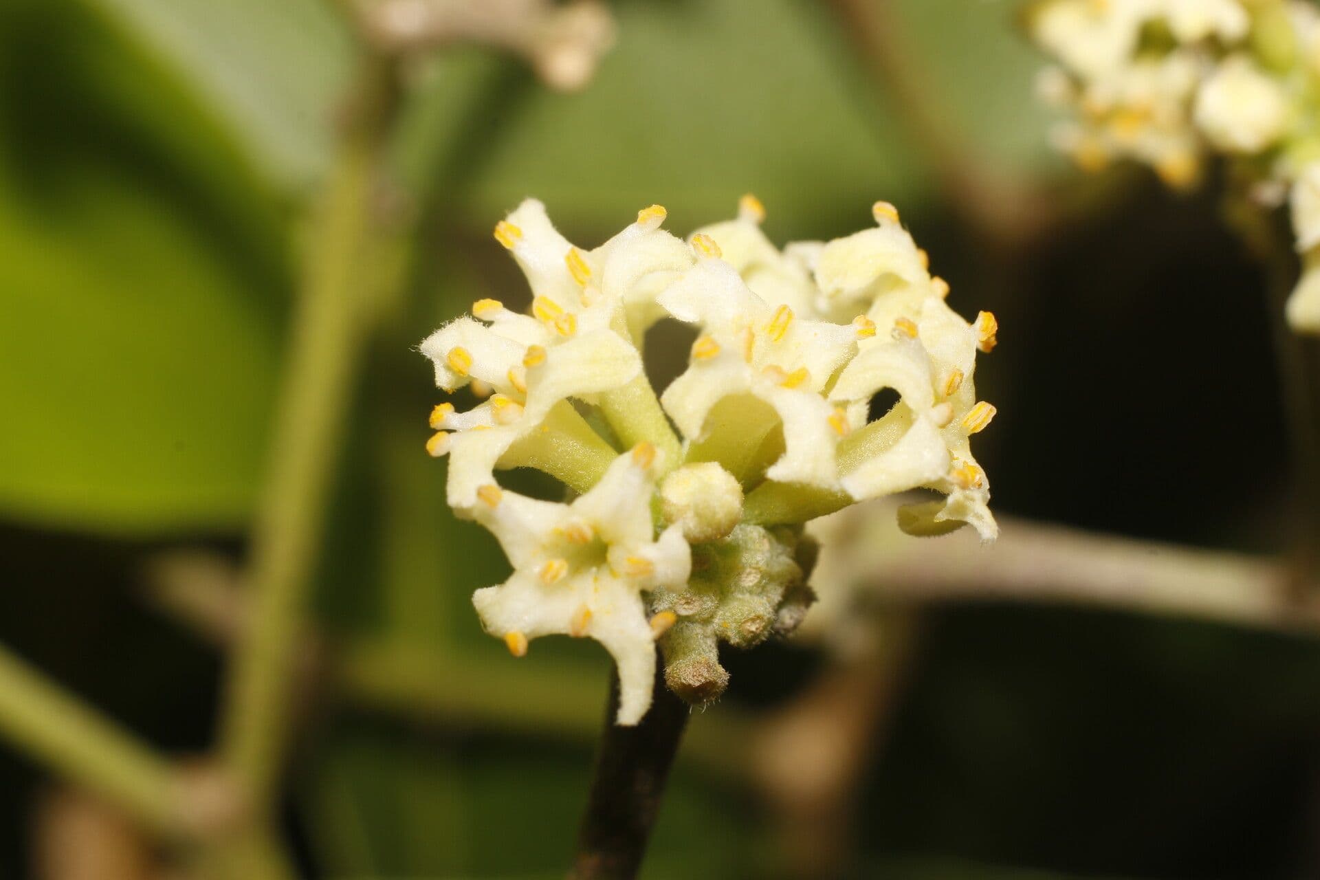 Daphnopsis americana 7