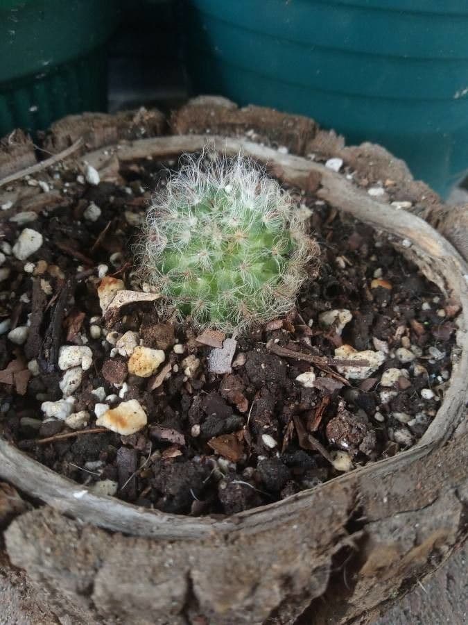 Cactus 26