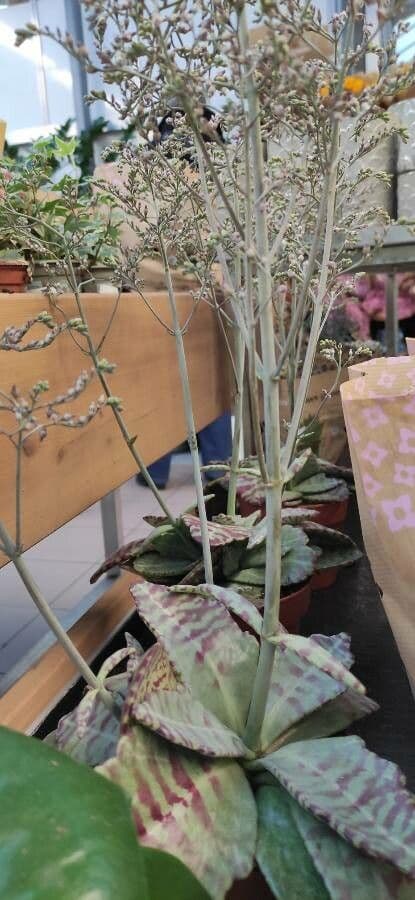 Kalanchoe 12