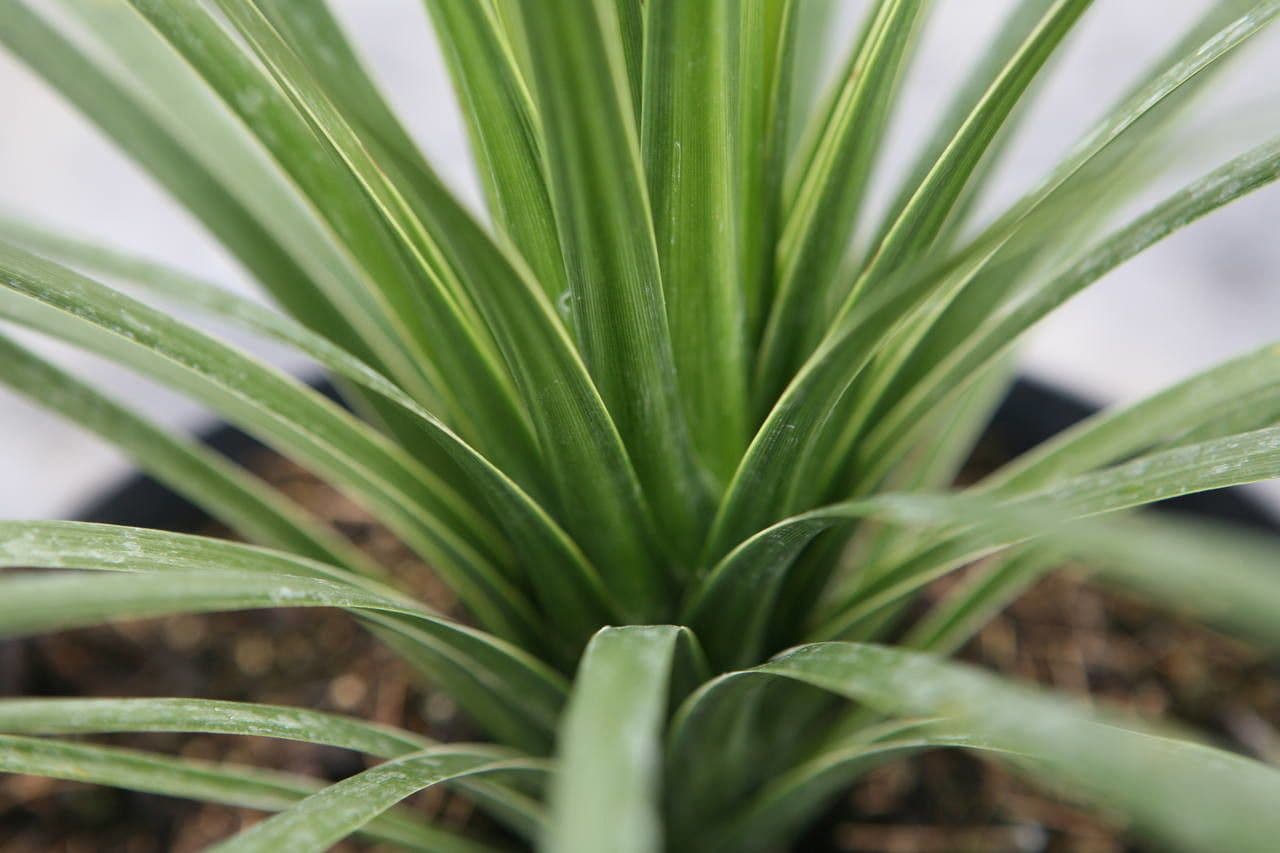 Cordyline 15