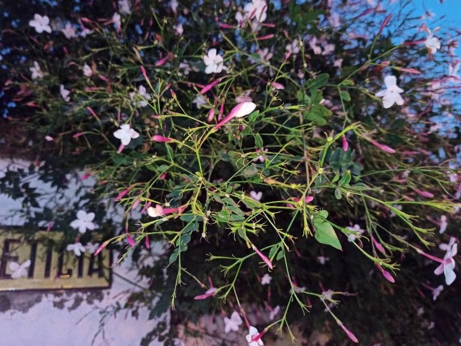 Großblütiger Jasmin 22