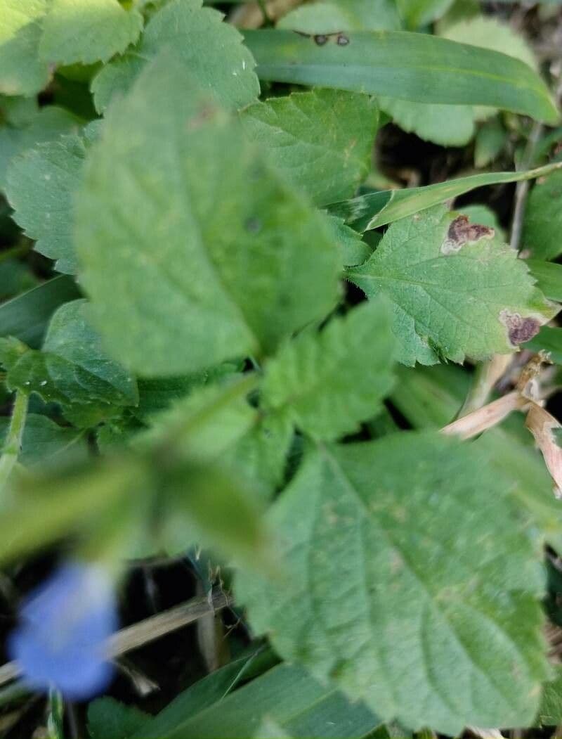Salvia 11