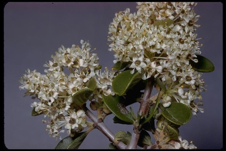 Ceanothus 5