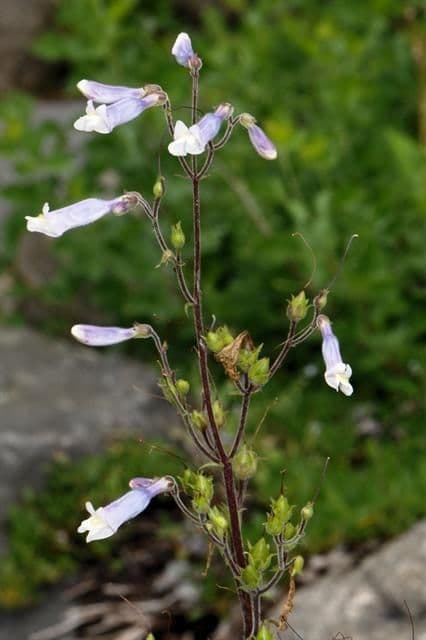 Penstemon di Watson 6