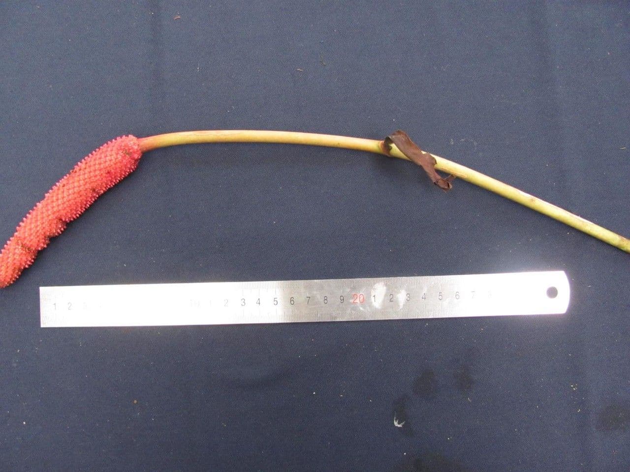 Anthurium 24