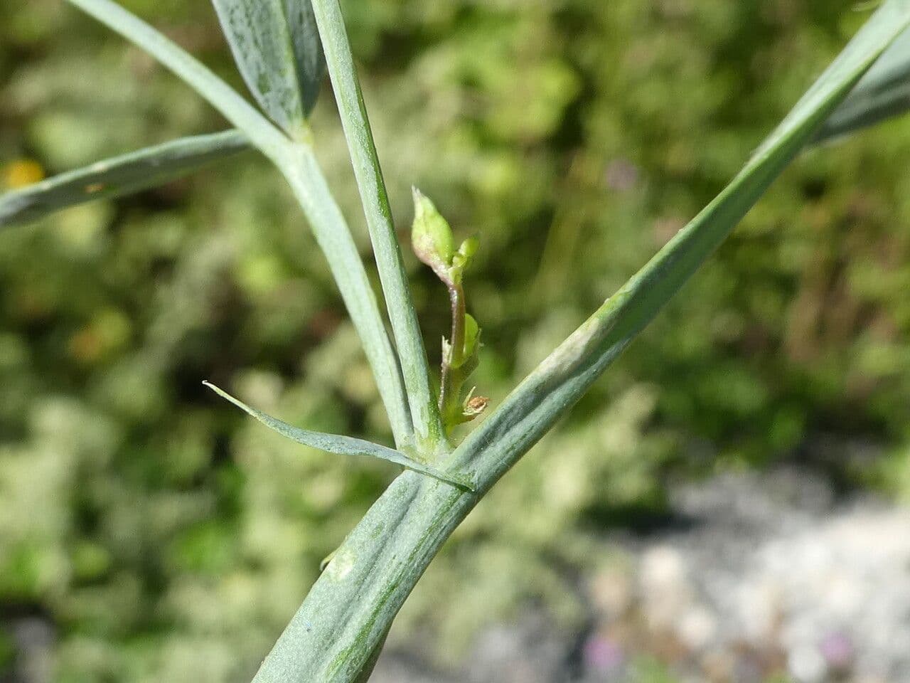 Cicerchia 14