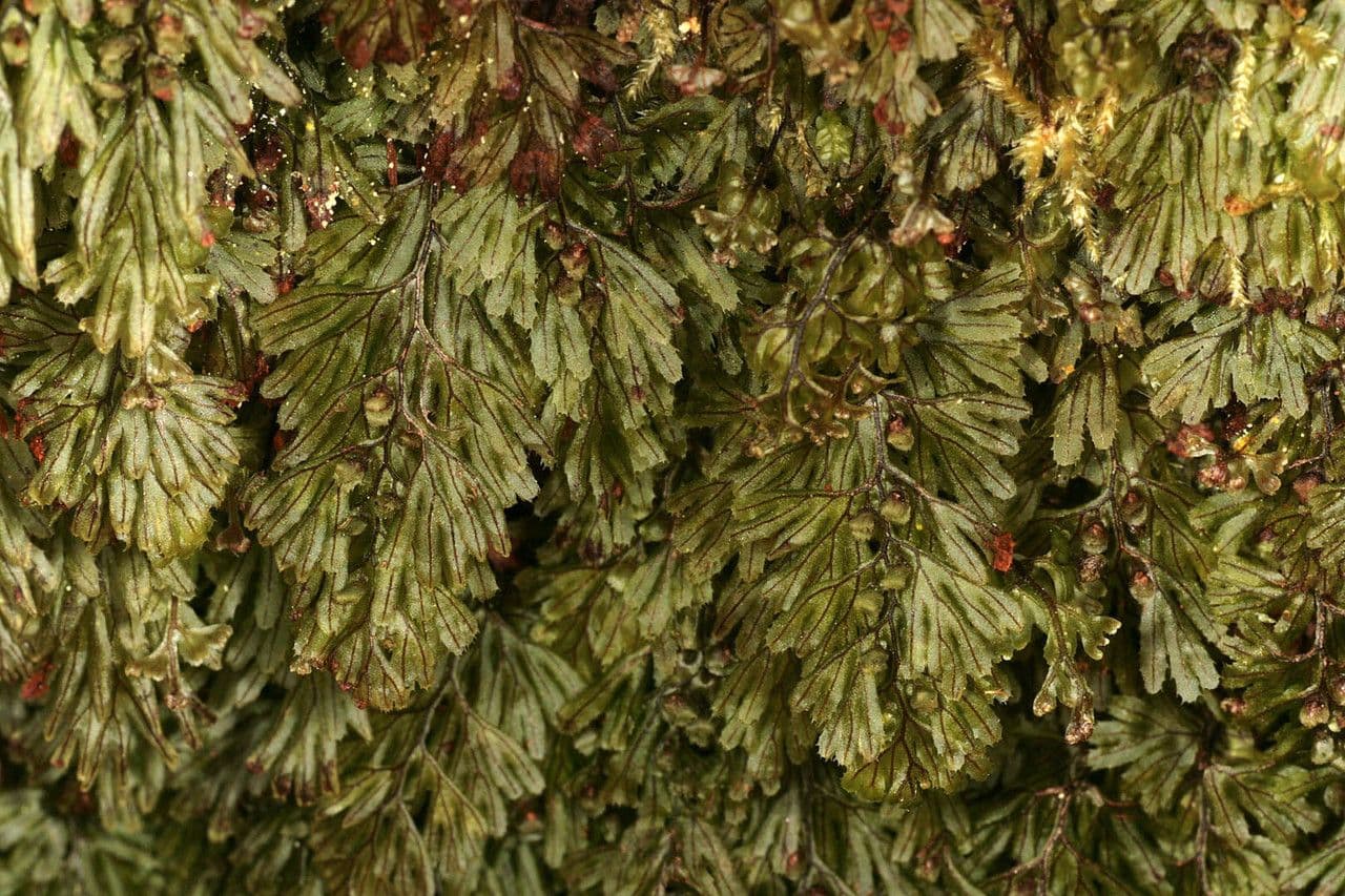 Braunes Hymenophyllum 9