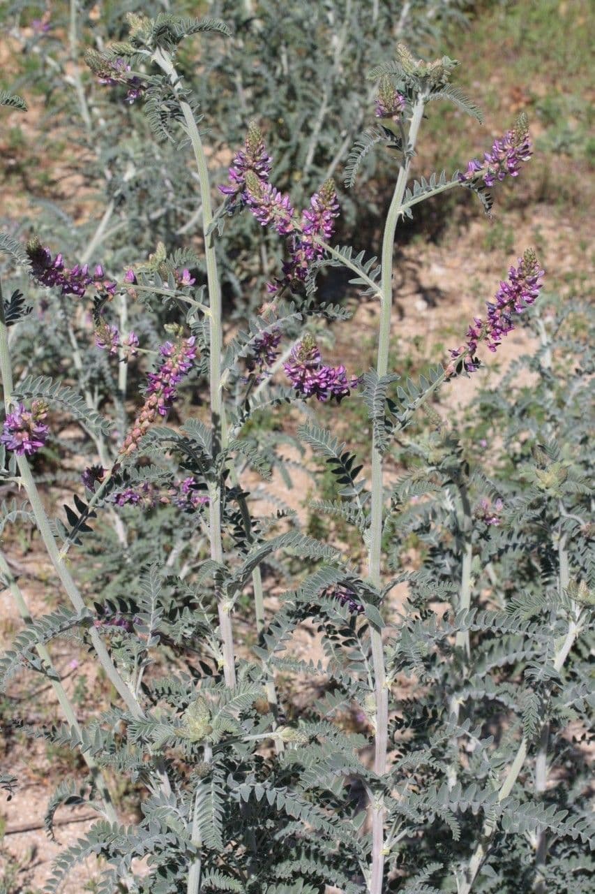 Traganek Brauntona 3