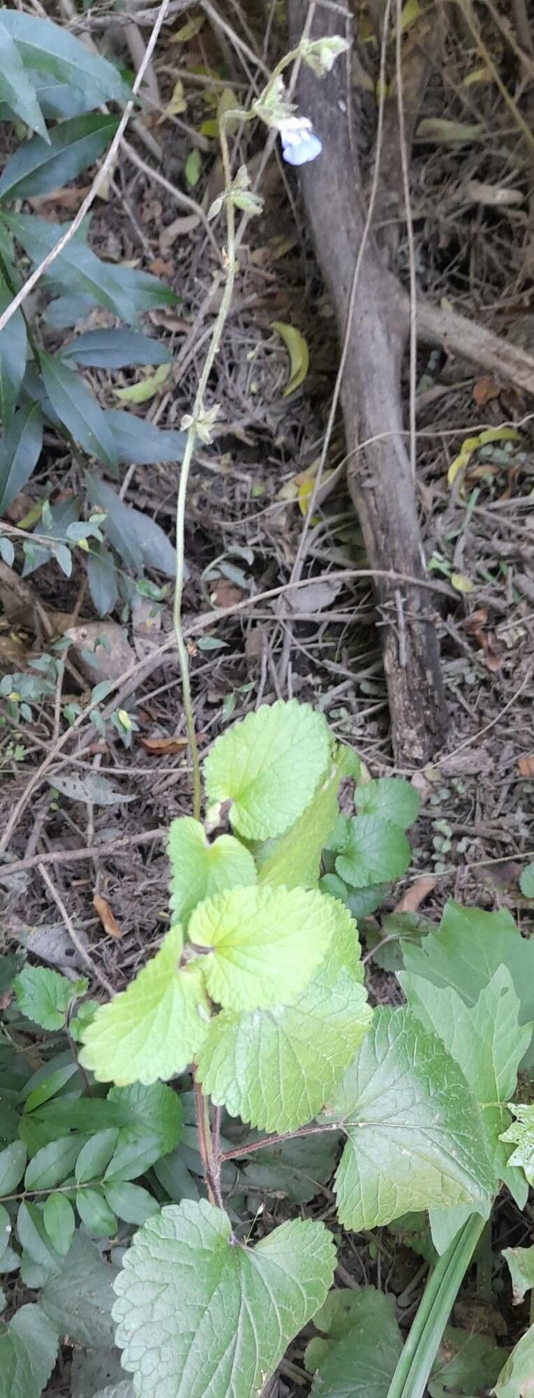 Salvia 8