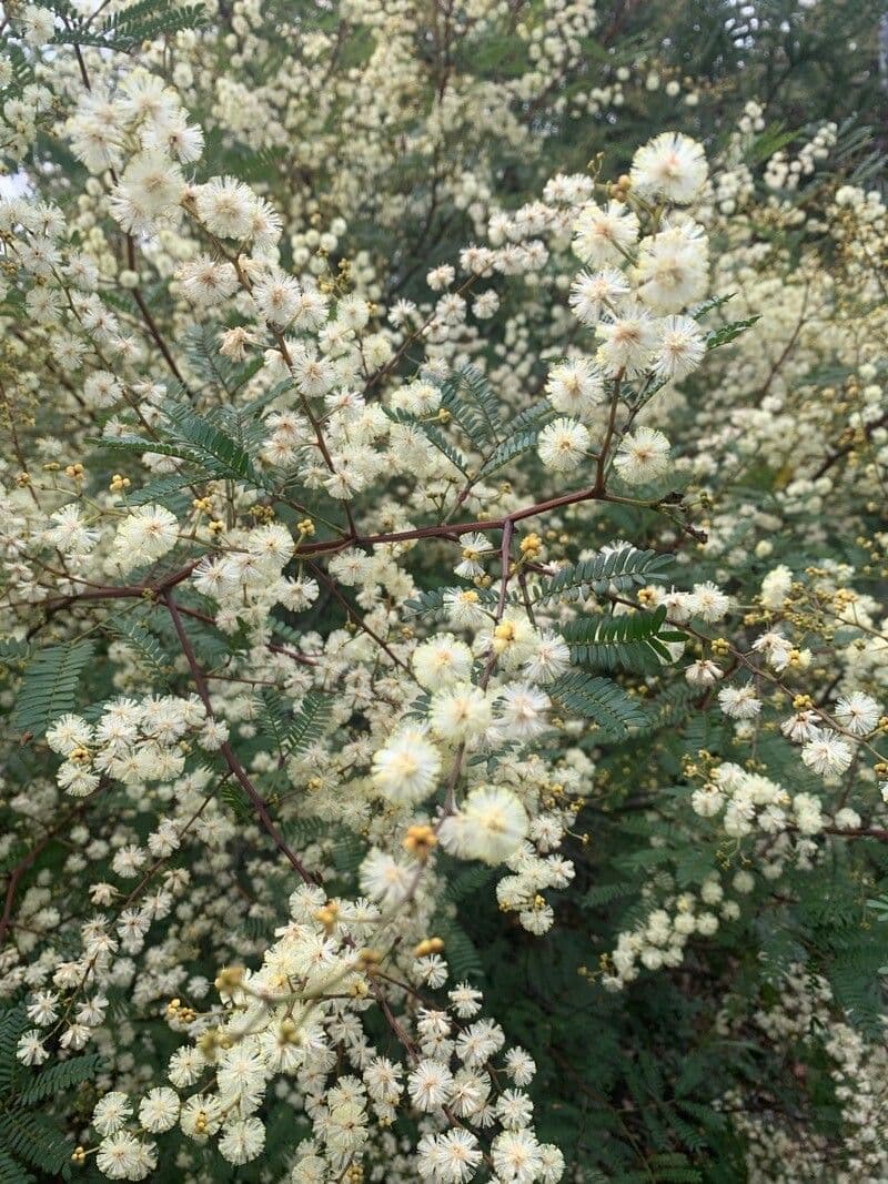 Acacia terminalis 8