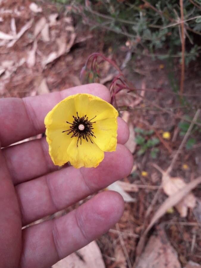 Tuberaria 2