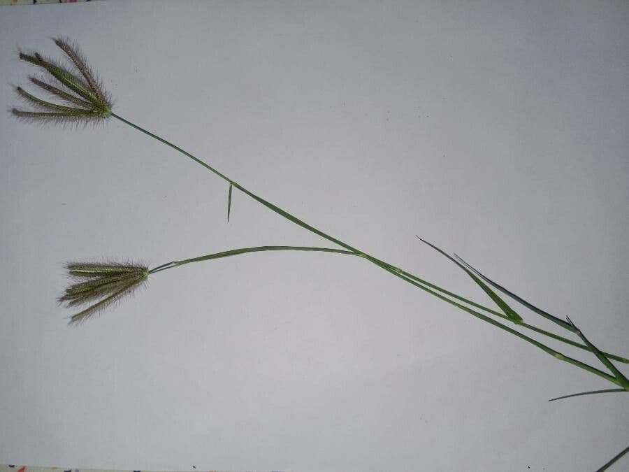 Chloris barbata 20