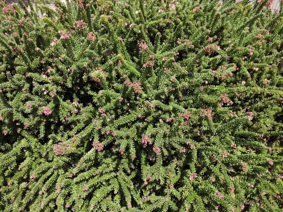 Grevillea lanosa 11