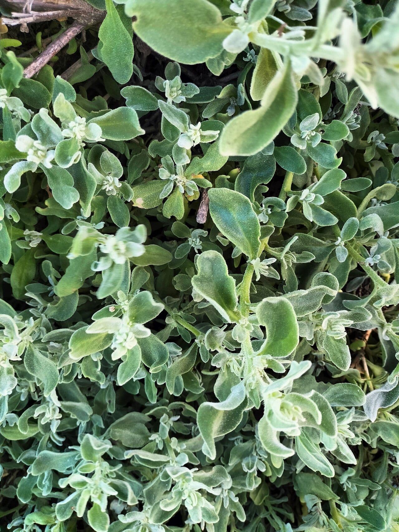Tetragonia decumbens 2