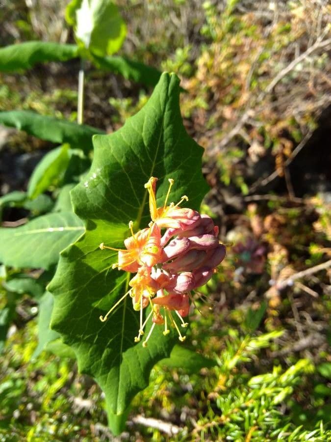 Caprifoglio dioico 6