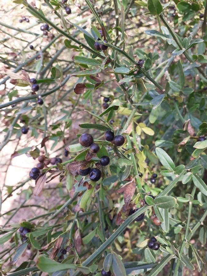 Winterjasmin 4
