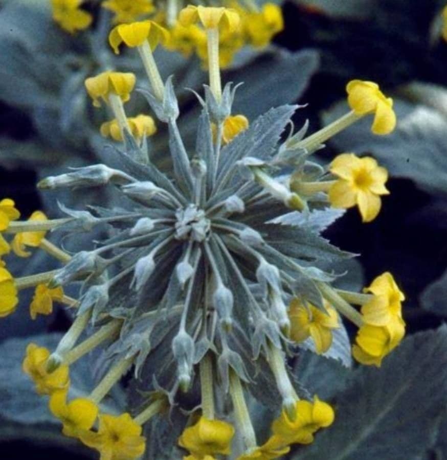Primula 2