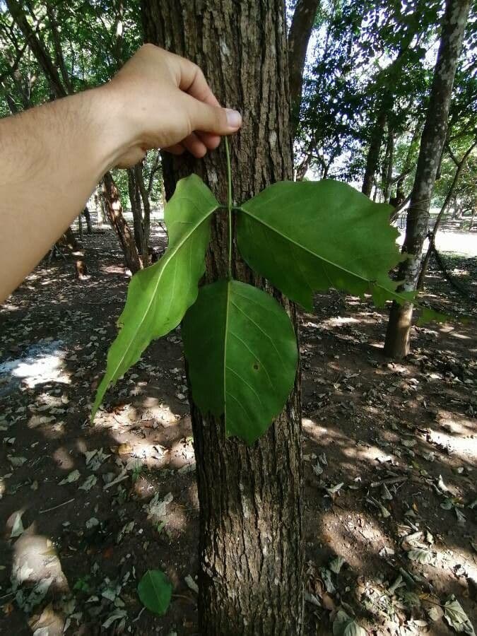 Platymiscium 6
