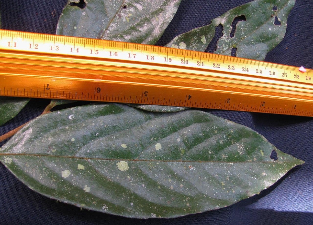 Desmopsis 3