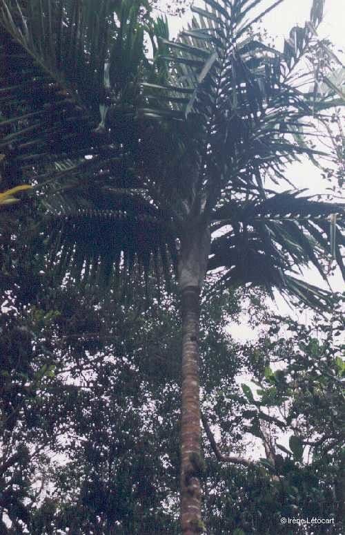 Burretiokentia 7