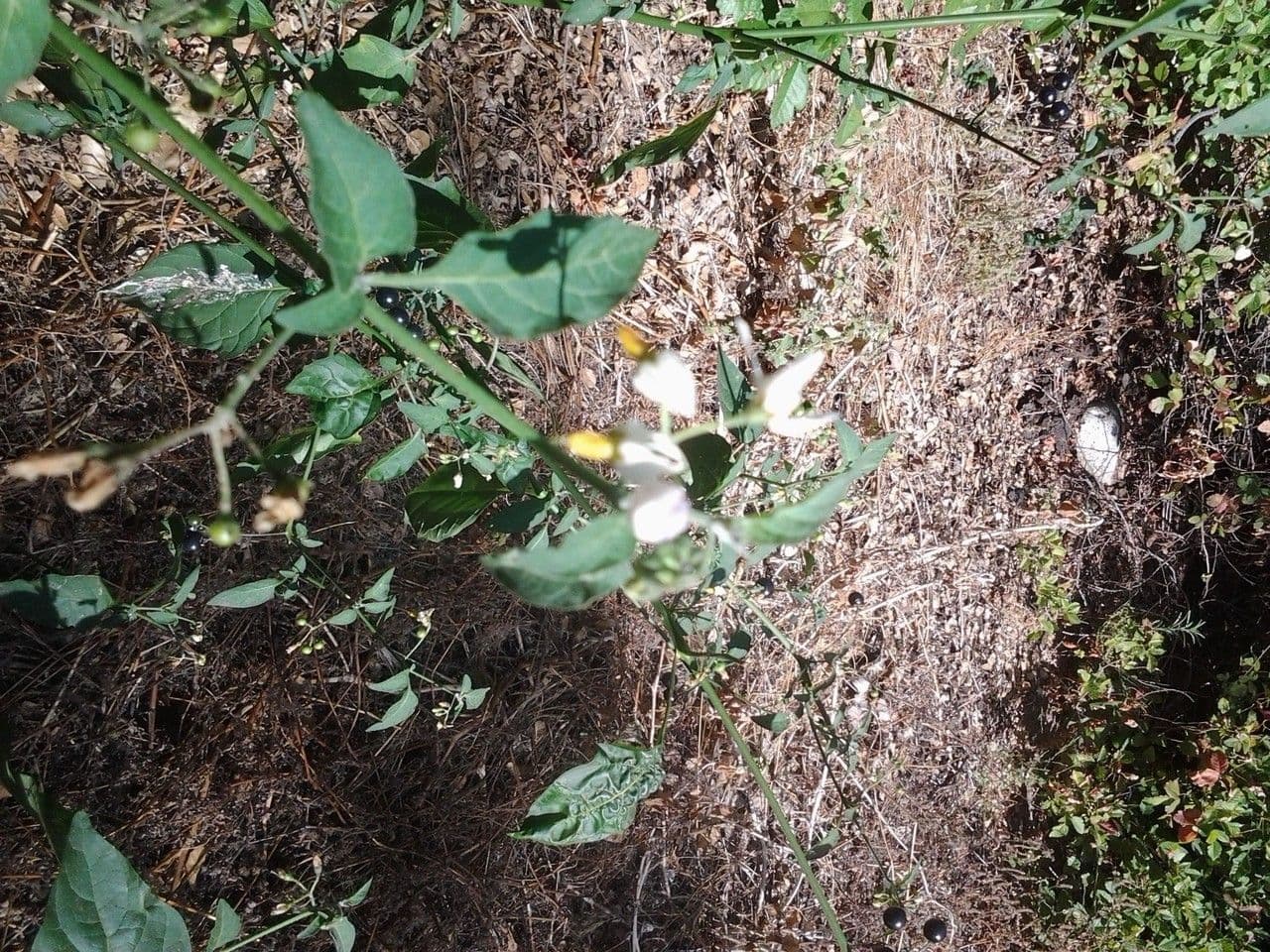 Solanum douglasii 13