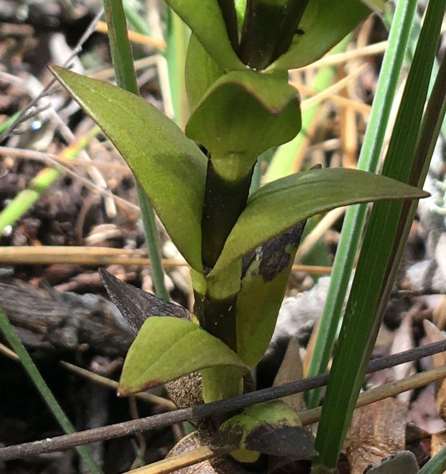 Genzianella 6