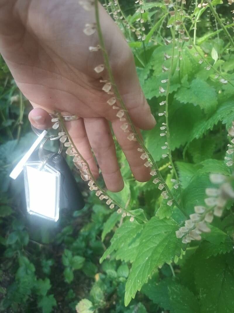 Scutellaria altissima 4