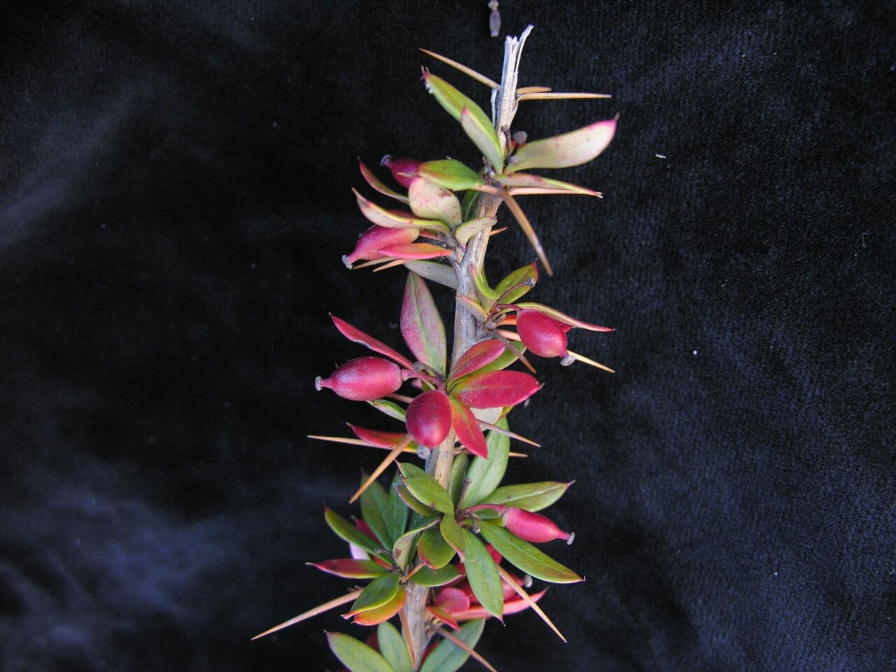 Berberitze 3