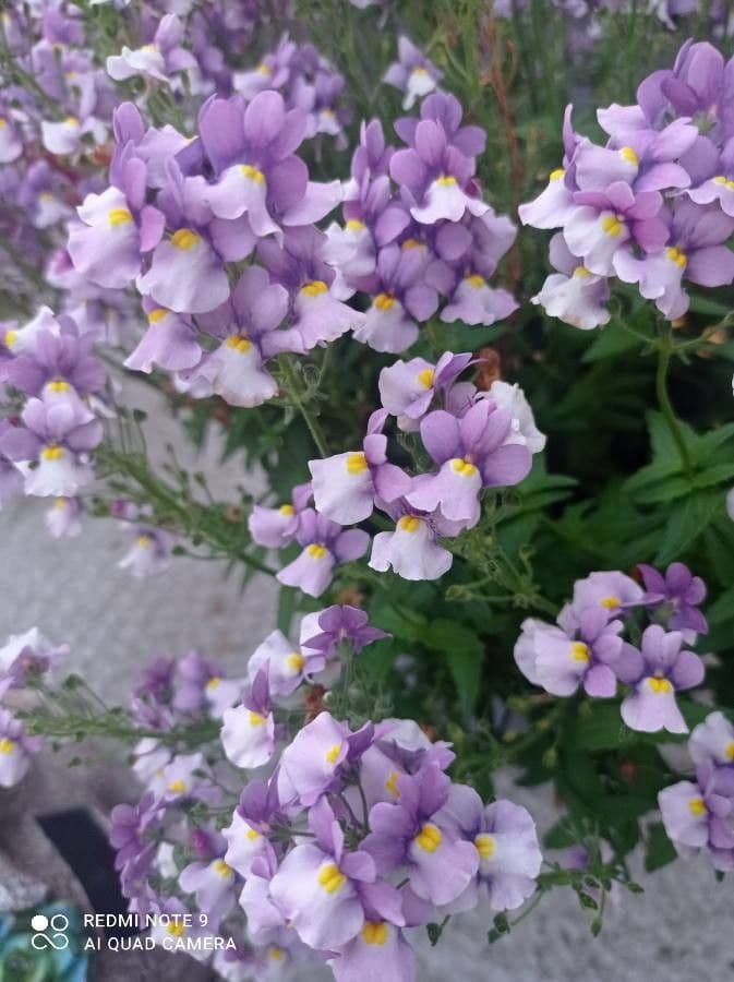 Mimulus ringens 4