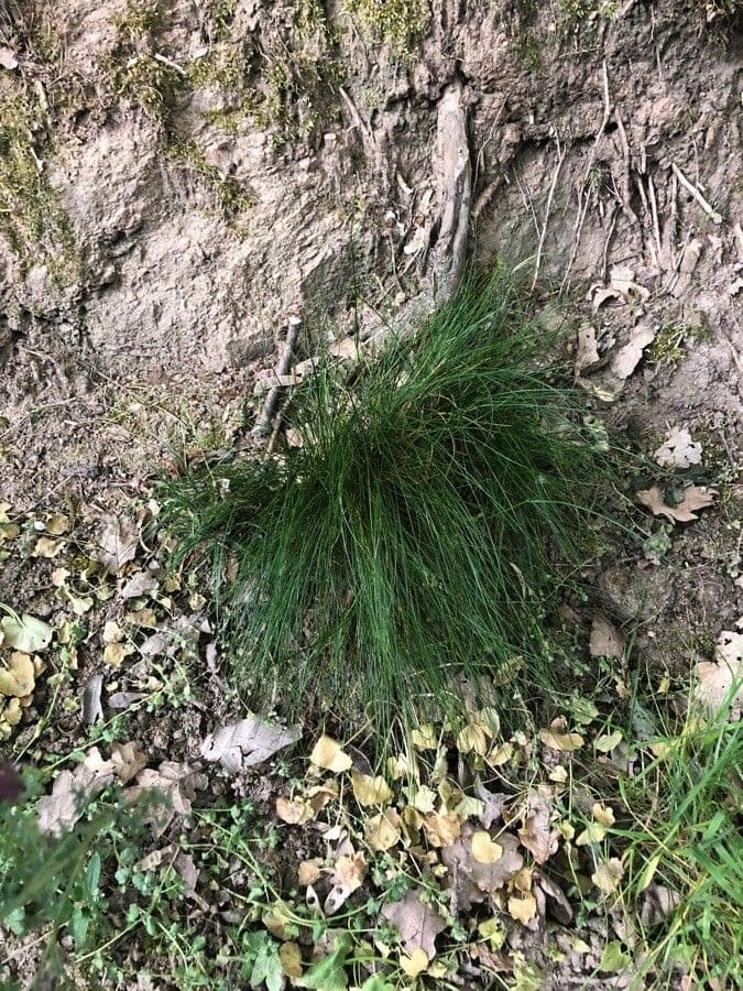 Festuca scabrosa 3