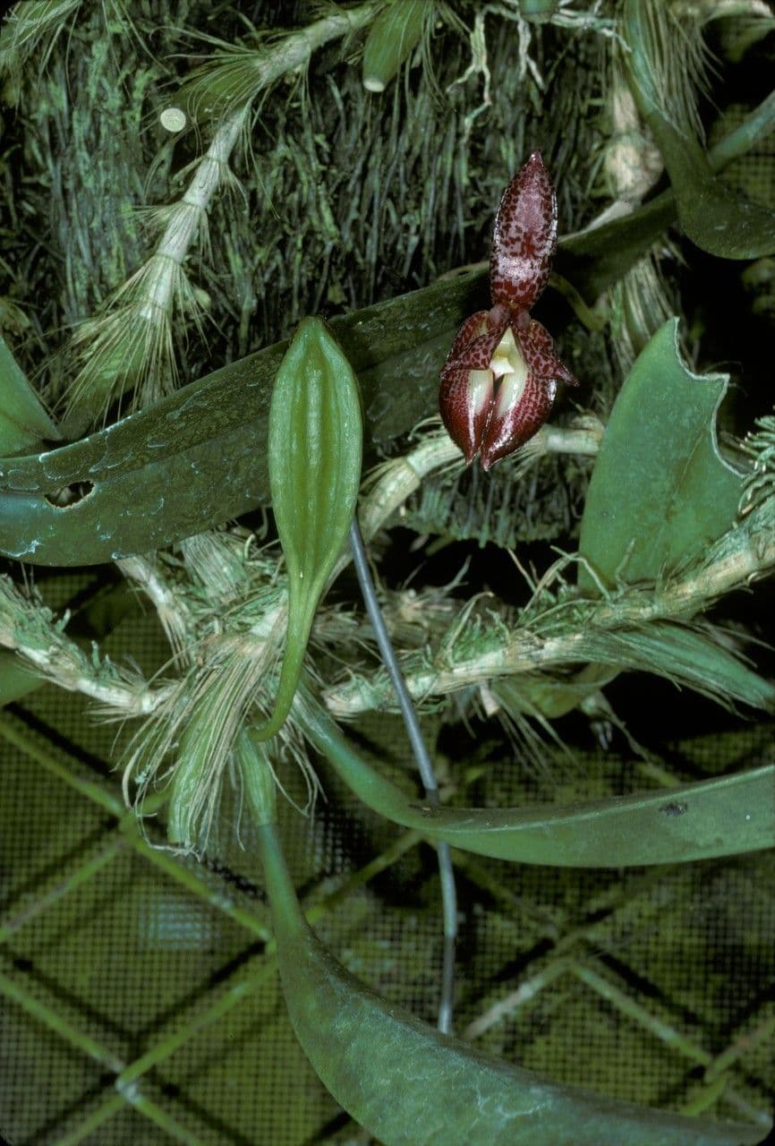 Bulbophyllum 3