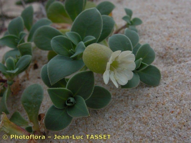 Silene a un fiore 25