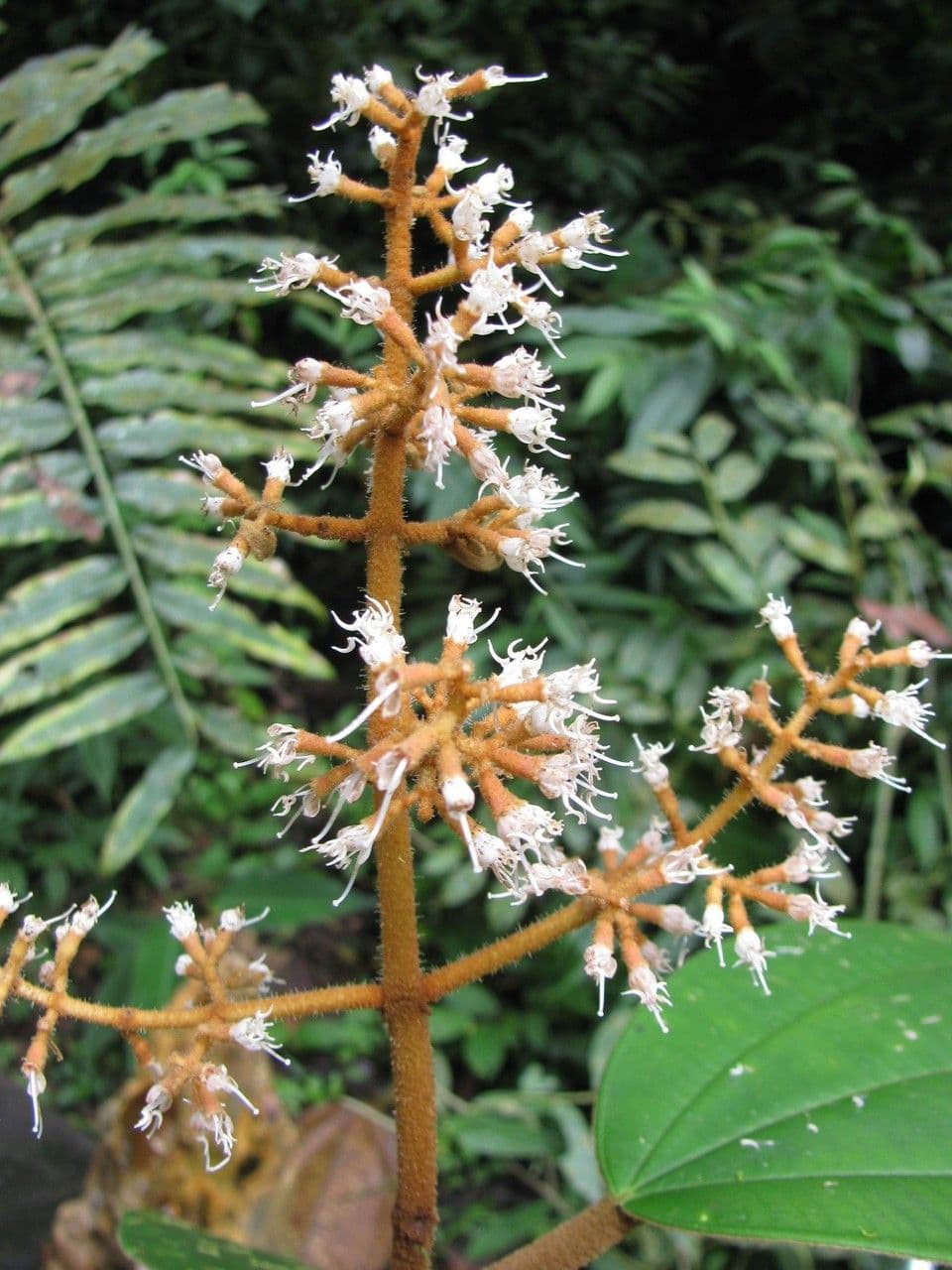 Miconia 2
