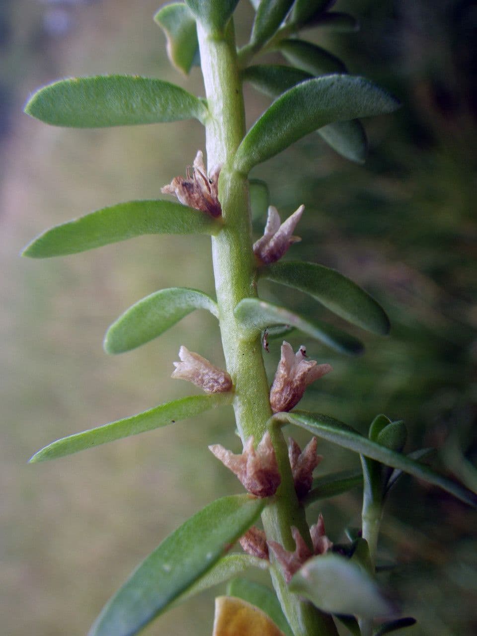 Erba de latti 3