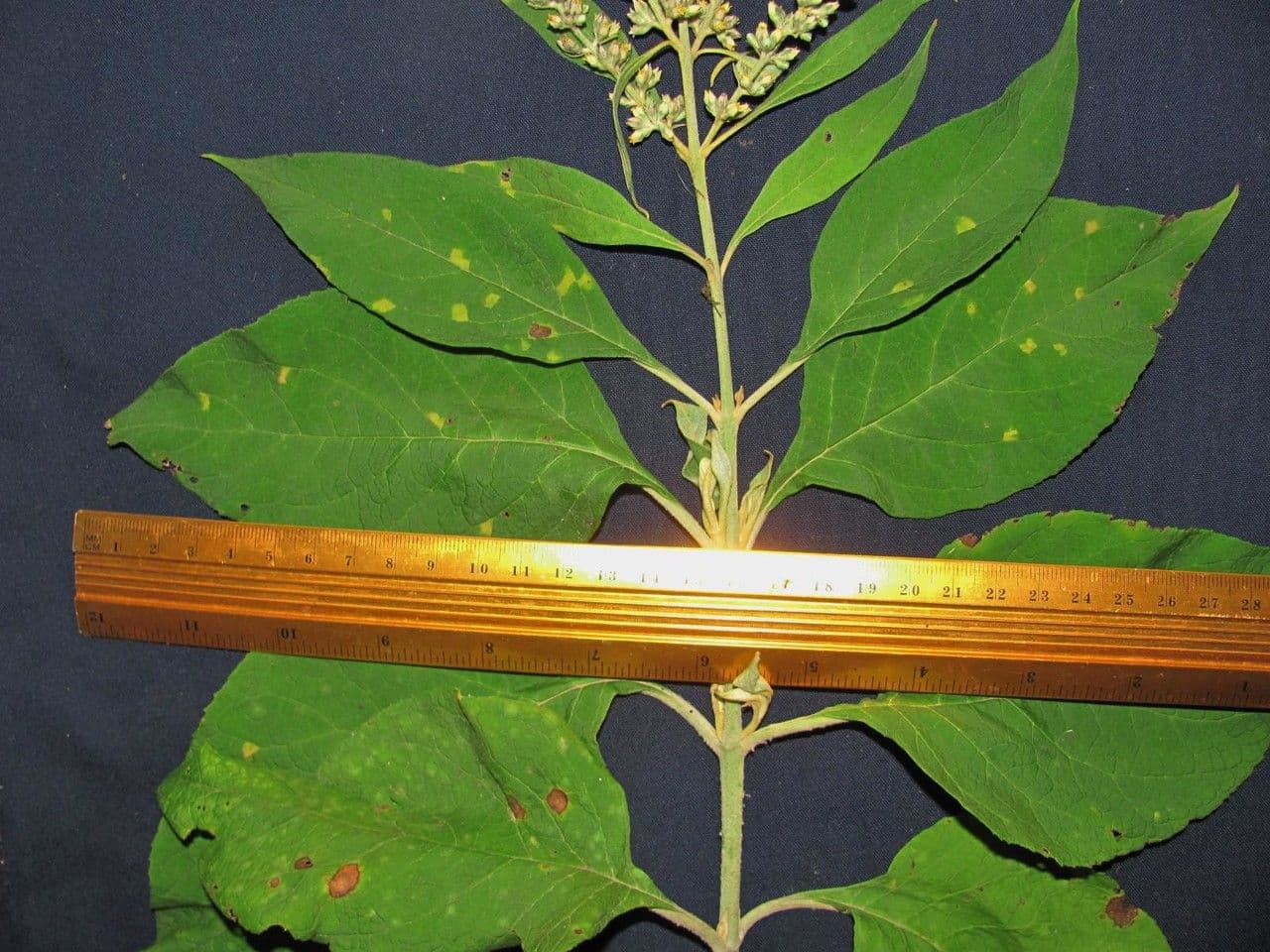 Buddleja 2