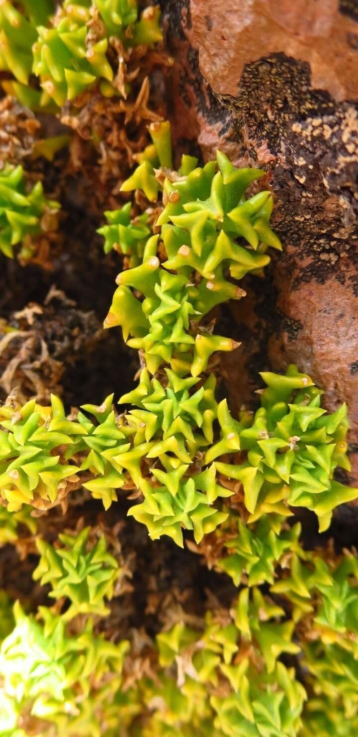 Haplopappus 9
