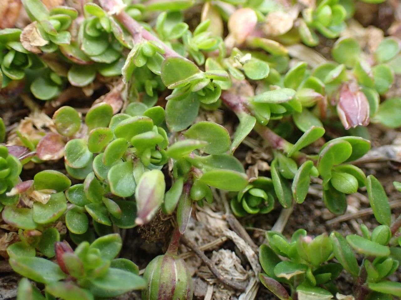Arenaria biflora 6