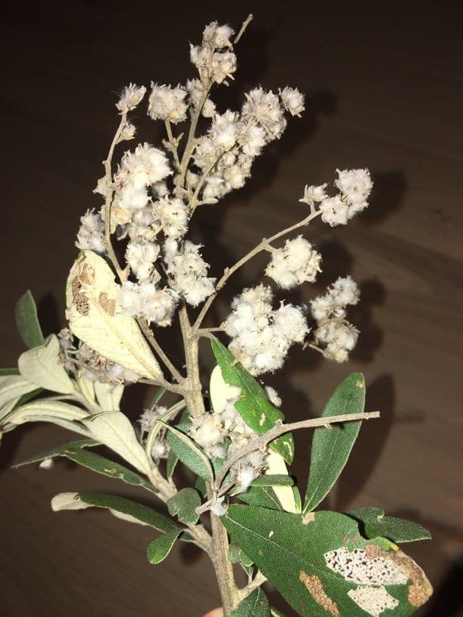 Kampherbaum 11